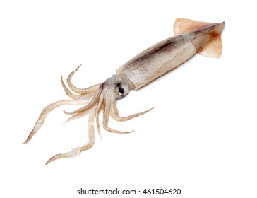 Nice Fresh Squid Isolated On White Stock Photo 66756400 | Shutterstock