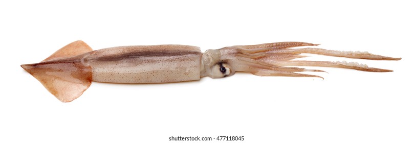 Fresh Squid Isolated On White Background 