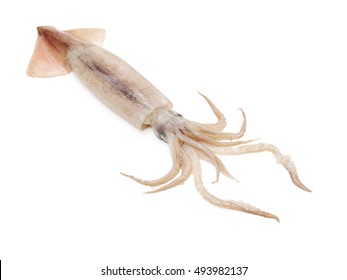 Fresh Raw Squid Isolated On White Stock Photo 81481207 | Shutterstock