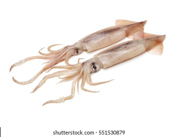 Fresh Squid Isolated On White Background 