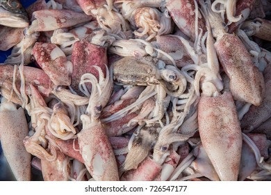 Fresh Squid in market, Thailand.