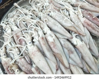 Fresh Squid On Market Sale White Stock Photo 1492469912 | Shutterstock