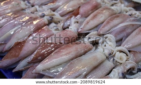 Fresh squid on a tray. Close-up squid or splendid squid : (Loligo spp.) Lined up beautifully on a stall in a traditional Thai fishery market. selective focus