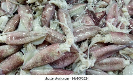 Fresh squid that is sold in the market for human food