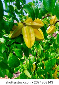 fresh starfruit in the tree - Shutterstock ID 2394808143
