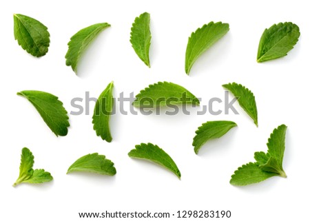 fresh stevia leaves isolated on white background, top view