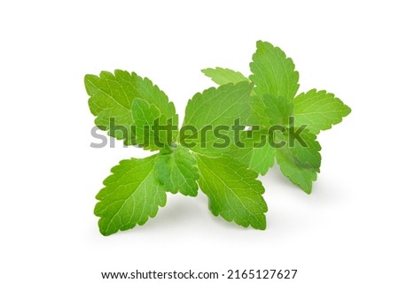 Fresh Stevia leaves (Stevia rebaudiana Bertoni)  isolated on white background.