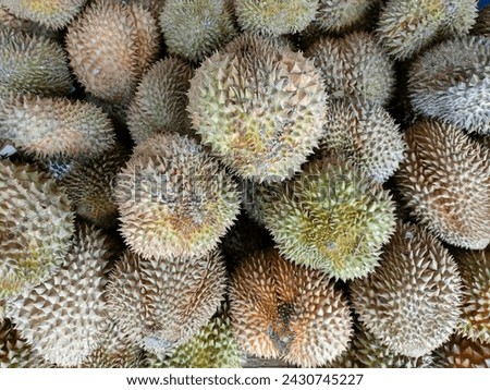 Fresh stinky durians fruit for sell on market fruit stall on street in Malaysia. King of fruit Durian in Asia.

