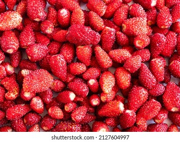 Fresh strawberries background. Background of wildberries. Ripe wild strawberry. Texture wild strawberries close up. Top view. Wild strawberry picked in forest. Berry background. 