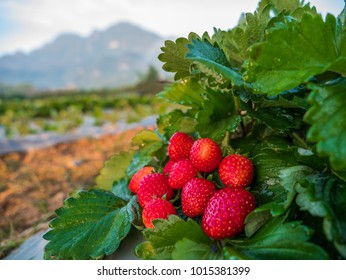 Fresh Strawberries Fruits On Strawberry Plants At Strawberry Fields