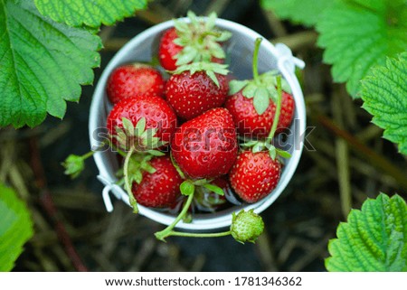 Similar – Collect forest strawberries