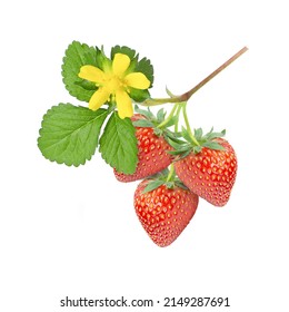 Fresh strawberries with green leaves and flower on tree branch isolated on white background. - Powered by Shutterstock