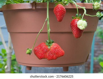 Fresh Strawberries Growing, Hanging From Hanging Planter Pot. Normal And Ugly Misshaped Fruit. Backyard Gardening.