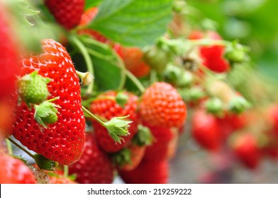 fresh strawberries from Japanese farm - Powered by Shutterstock