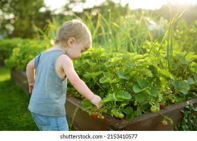 Fresh strawberries ripening on bushes at organic strawberry farm. Cute toddler boy harvesting fruits and berries at home garden. Family leisure outdoors. - Powered by Shutterstock