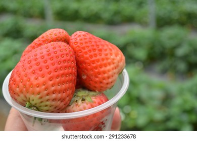 Fresh strawberry in farm