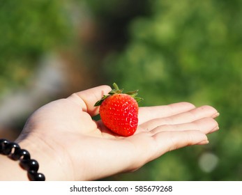 Fresh strawberry in farm on natural background