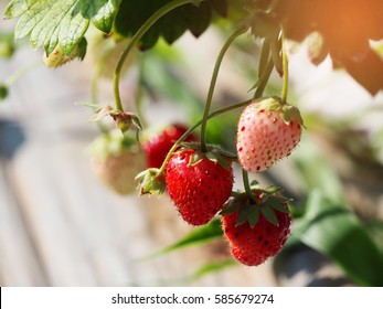 Fresh strawberry in farm on natural background