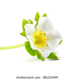 Fresh Strawberry Flower On White