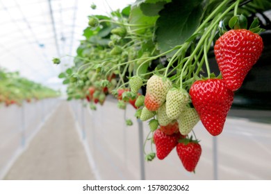 Fresh strawberry growing in the farm, Japan                            