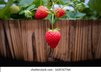 Fresh Strawberry Hanging Over The Side Of A Wood Barrel.