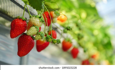 Fresh strawberry in organic farm at Japan,  Asia. 