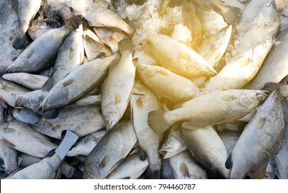 Fresh Striped Bass Fish On Ice In Market