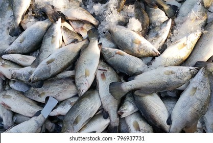 Fresh Striped Bass Fish On Ice In Market