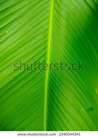 Fresh striped vibrant stalk beautiful evergreen decorations botany green background palm nature leaf closeup design detail season spa outdoor wallpaper texture foliage light green plants cell tropical