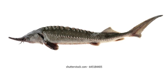 Sturgeon Images Stock Photos Vectors Shutterstock