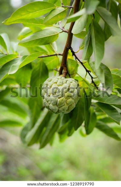 Fresh sugar\
apple on tree in the garden tropical fruit custard apple on nature\
green background / Annona\
sweetsop