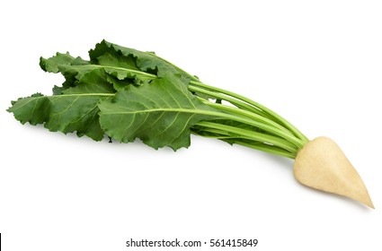 Fresh Sugar Beet With Leaves Isolated On White Background.