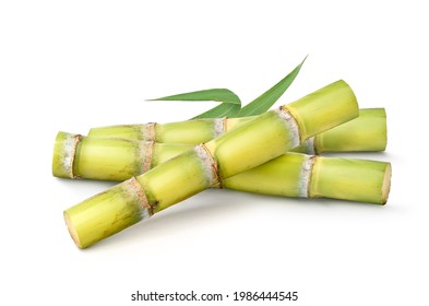 Fresh sugar cane with leaves  isolated on white background. 