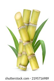 Fresh sugar cane with leaves  isolated on white background. Clipping path.