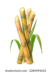 Fresh sugar cane stalk and leaves with water droplets isolated on white background.