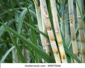 fresh sugarcane in garden. - Shutterstock ID 390975046