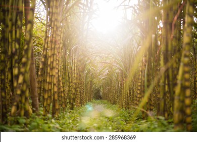 fresh sugarcane in garden, farm