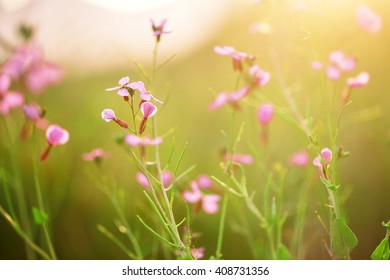fresh summer photo of many little wild lilac soft flowers on green natural background in morning field. Colorful bright picture 