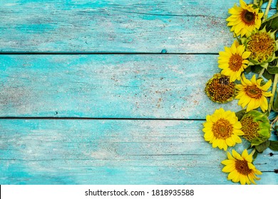 Fresh Sunflowers On Trendy Turquoise Wooden Stock Photo 1818935588 ...