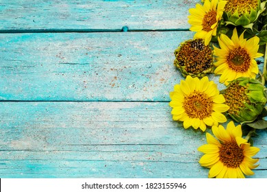Sunflowers Turquoise Background Stock Photos, Images & Photography ...