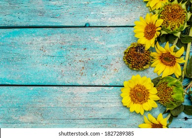 Sunflowers Turquoise Background Stock Photos, Images & Photography ...