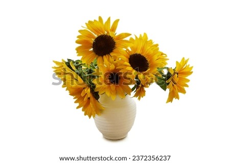 Fresh sunflowers in vase isolated on white background. Autumn festive still life concept