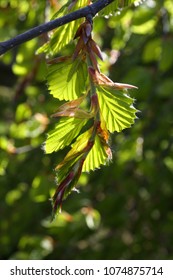 Fresh Sunlit Spring Leaves of European Beech Fagus sylvatica Tree