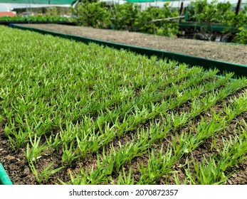 Fresh Swamp Morning Glory Farming.