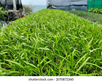 Fresh Swamp Morning Glory Farming.