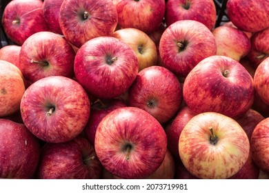 Fresh, Sweet Apples In The Farm Stand