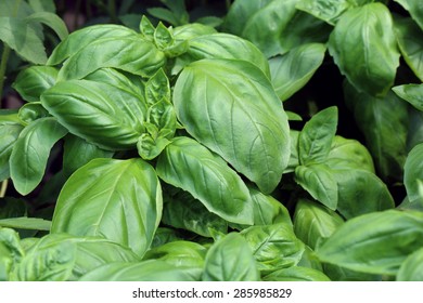 Fresh Sweet Basil(Ocimum Basilicum)