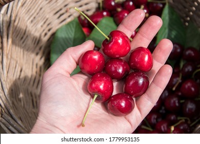 Fresh sweet cherries in a basket outdoors. Healthy juicy snack full of vitamins. Ripe red cherries top view. Fruit harvesting. Vegetarian food background. Organic berries close up