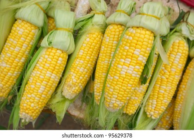 Fresh Sweet Corn Cobs