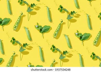 Fresh Sweet Green Peas And Opened Pod Pea, Healthy Vegetable Food On Bright Yellow Background.Creative Pattern With Sunlight. 